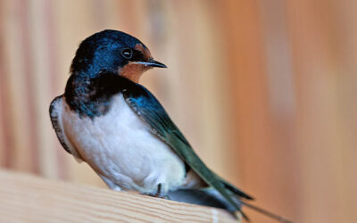 Alle Vögel sind schon da